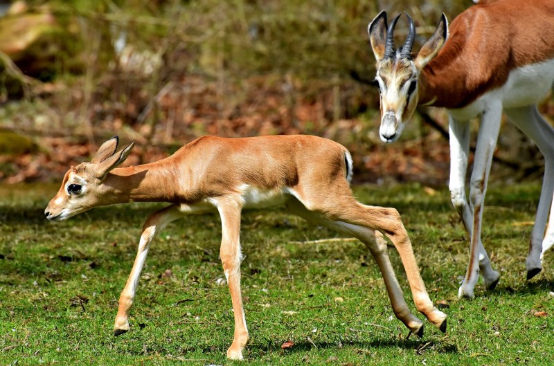 New born gazelle